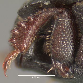 Media type: image;   Entomology 6922 Aspect: front tibia